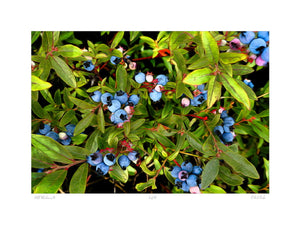 Wildbluberries; Paul Carter